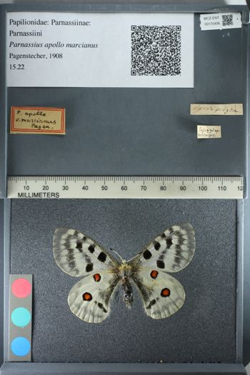 Media type: image;   Entomology 175406